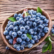 100% Natural Certificated Organic Dried Blueberry Plant Extract Powder